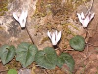 Cyclamen hederifolium