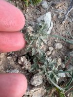 Cymopterus fendleri
