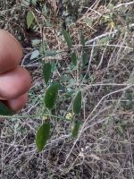 Cynanchum caudatum