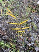 Cynanchum paniculatum