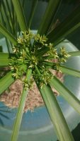 Cyperus alternifolius