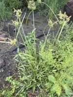 Cyperus pilosus