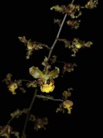 Cyrtopodium holstii