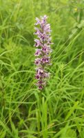 Dactylorhiza maculata