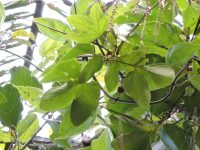Dalechampia ficifolia