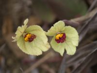 Dalechampia humilis
