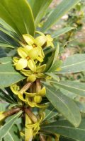 Daphne pseudomezereum