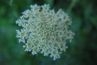 Daucus carota