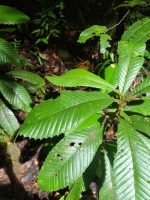 Davilla alata