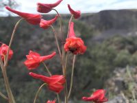 Delphinium nudicaule