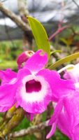 Dendrobium nobile