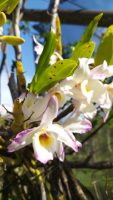 Dendrobium nobile