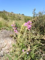 Desmodium cuneatum