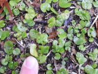 Dichondra carolinensis