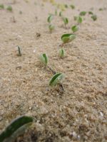 Dichondra sericea