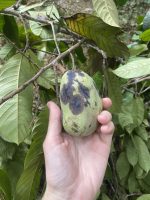 Diclinanona tessmannii