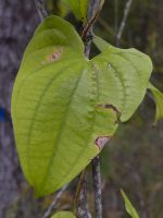 Dioscorea alata
