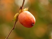 Diospyros virginiana