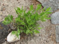 Dittrichia viscosa