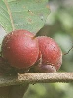 Doliocarpus major