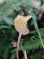 Dorstenia fischeri
