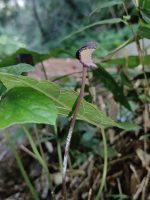 Dorstenia maris