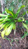 Dracaena fragrans