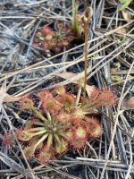 Drosera capillaris