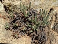 Dudleya edulis