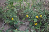 Dyssodia tenuiloba