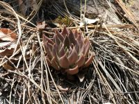 Echeveria affinis