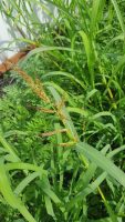 Echinochloa crus-galli