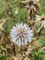 Echinops ritro