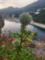 Echinops spinosissimus