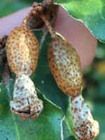 Elaeagnus pungens