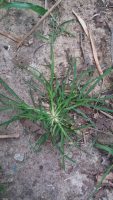 Eleusine indica