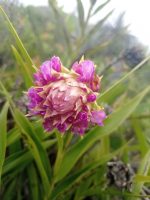 Elleanthus capitatus