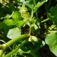Emex australis