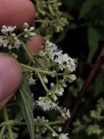 Emmeorhiza umbellata