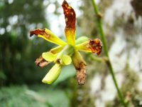 Encyclia patens