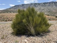 Ephedra nevadensis