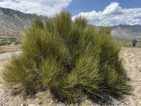 Ephedra viridis