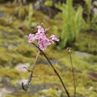 Epidendrum calanthum