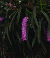 Epidendrum geniculatum