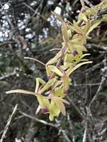 Epidendrum moritzii