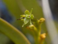 Epidendrum rigidum