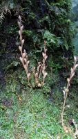 Epifagus virginiana