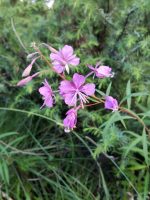 Epilobium angustifolium