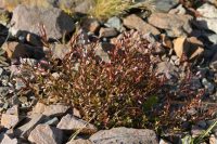 Epilobium glabellum