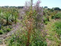 Epilobium hirsutum